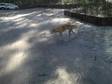 Dingo