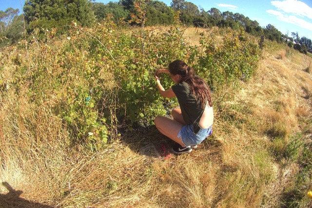 Fruit plukken
