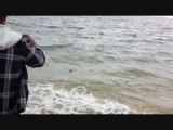 Haaien langs de kust van Fraser Island