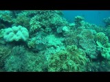 Diving on the reef