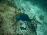 Dave Snorkelen Met Een School Vissen Foto Dave Joyce s Reisblog dave-snorkelen-met-een-school-vissen-foto-dave-joyce-s-reisblog