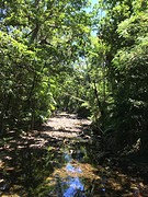 Daintree
