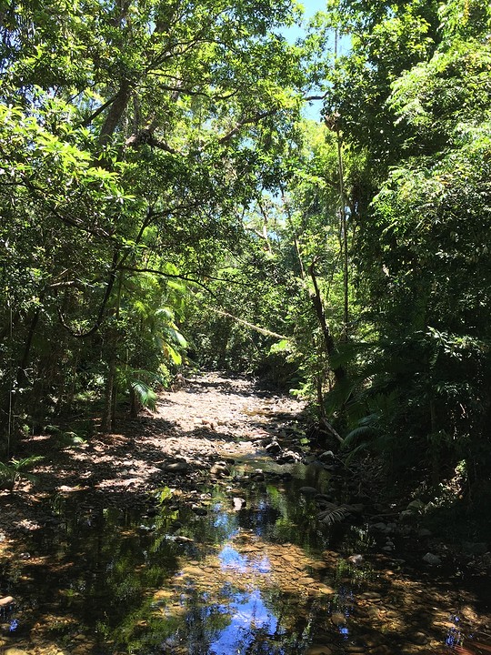 Daintree