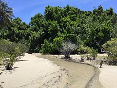 Daintree