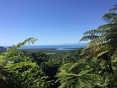 Daintree