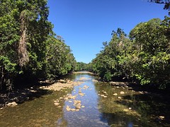 Daintree
