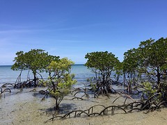 Daintree