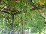 DSC02962
