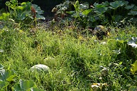 _DSC4414