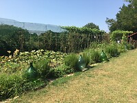 IMG_1066