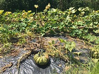 IMG_1067