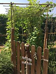 IMG_1068