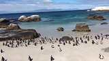 Pinguins Boulder Beach