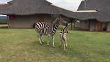 Zebra Lodge