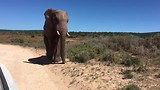 Addo Olifanten wildpark