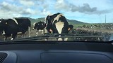 Terceira Island Koeien