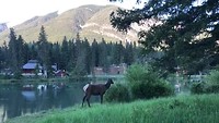 Wild Canada