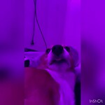 Voorstel Video Engels
