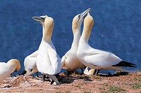 20220523-14.11u-1 Helgoland-1