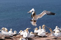 20220523-14.13u-3 Helgoland-1