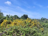 20220521-11.31u Terschelling