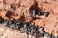 20230530-19.52u Helgoland