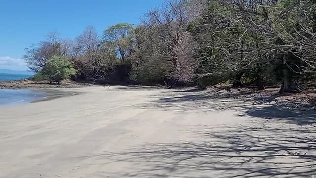 Pura Vida