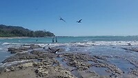 The birds