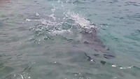 Pablito the seal