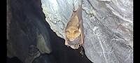 Cave, vleermuis