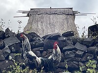 IMG_7015