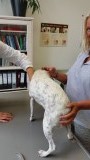 "bij de Duitse dierenarts"