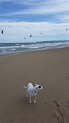 Allemaal kitesurfers......