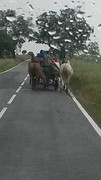 zigeuners onderweg...