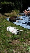 Iet laat Bep samen met Scooby uit.....