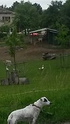 Bep voor de boerderij