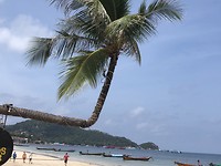 Palmtree