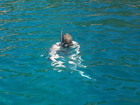 Rechtop snorkelen
