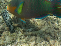 Net bewogen met foto, of de vis bewoog