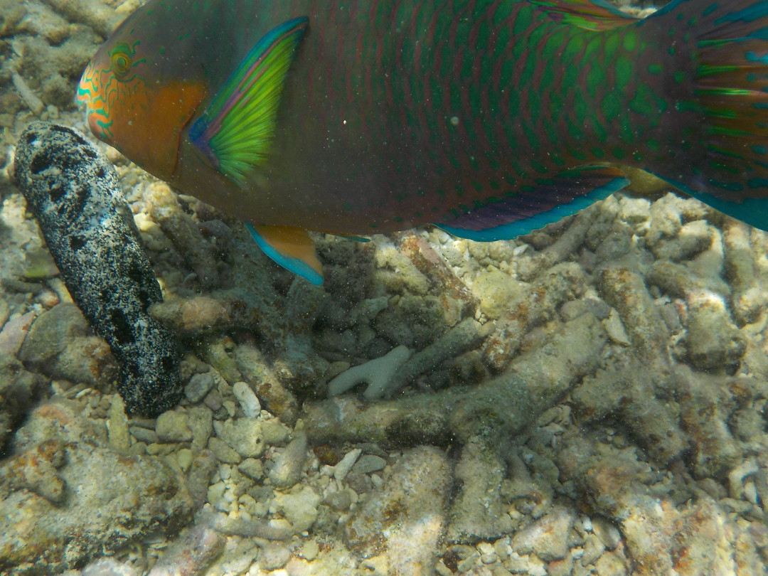 Net bewogen met foto, of de vis bewoog