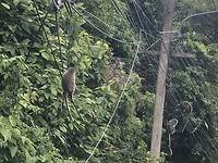 Monkeys