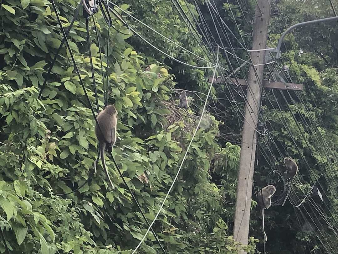 Monkeys