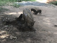 Ook varkens waren er, ze noemden de mama : Bacon !!