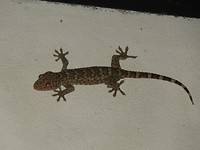 Gekko