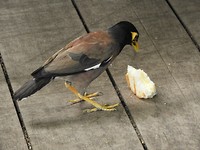Vrekke vogel