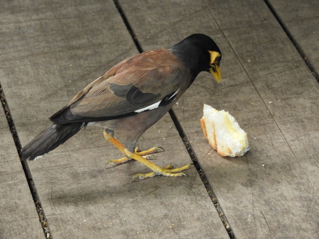 Vrekke vogel