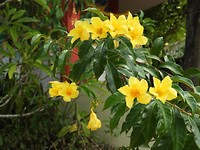 Bloemetje