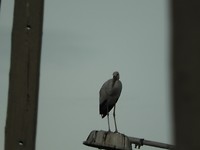 Reiger of ooievaar
