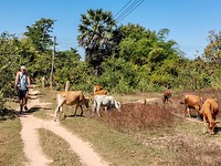 Don Khon