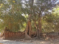 Ta Prohm Temple